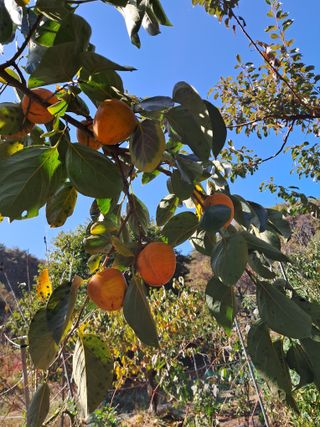 낙엽교목류21691님의 11월 내 작물 자랑하기 · 참여글 작성글 사진