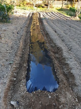 임훈택 님의 양파 · 영농일지 작성글 사진