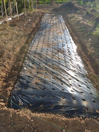 임훈택 님의 양파 · 영농일지 작성글 사진