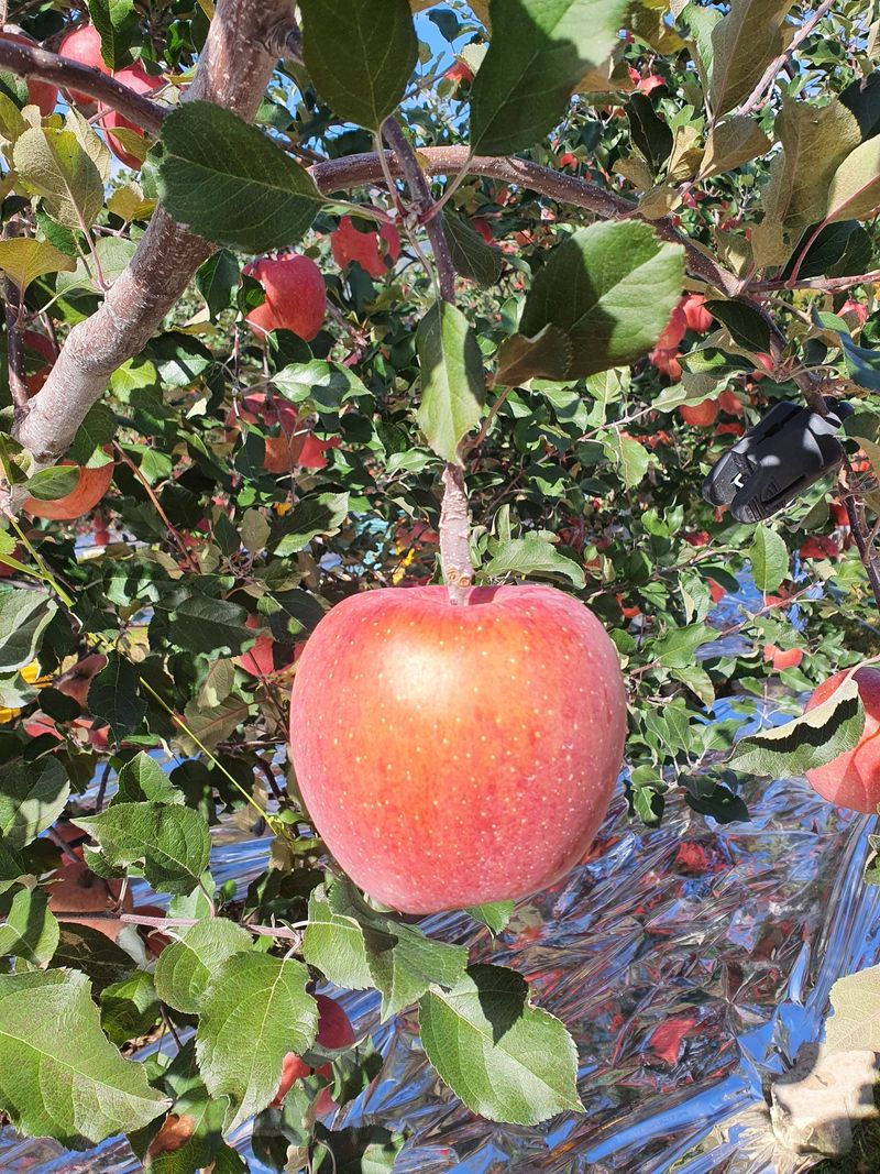 직송포유님의 장터 판매 상품 [정품+흠과 부사 10kg ] 첨부 사진