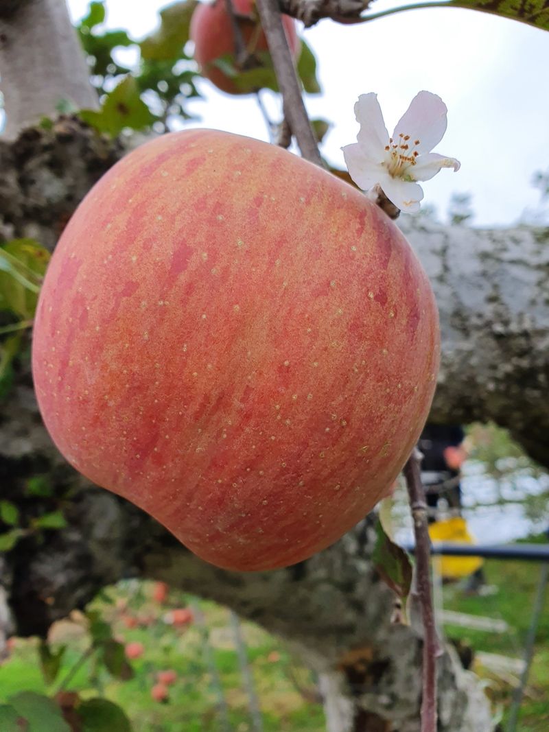 직송포유님의 장터 판매 상품 [정품+흠과 부사 10kg ] 첨부 사진