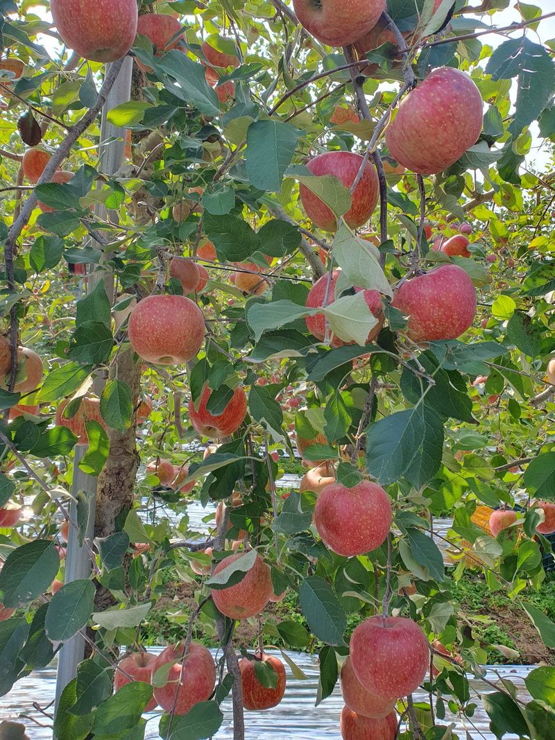 직송포유님의 장터 판매 상품 [정품+흠과 부사 10kg ] 첨부 사진