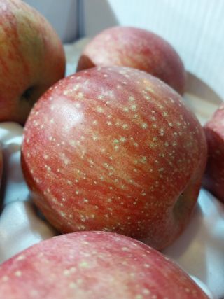 직송포유님의 작성글 사진