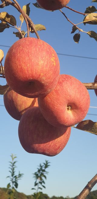 선비화님의 11월 내 작물 자랑하기 · 참여글 작성글 사진