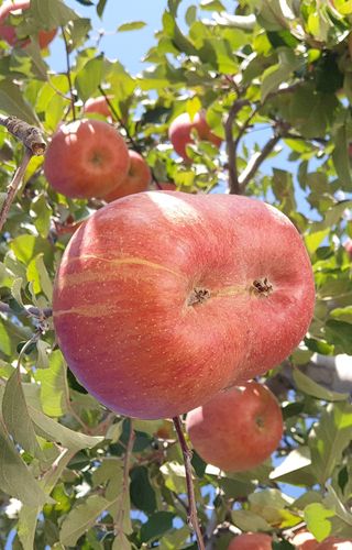 선비화님의 11월 내 작물 자랑하기 · 참여글 작성글 사진