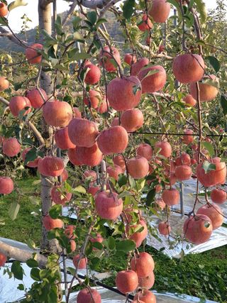 선비화님의 11월 내 작물 자랑하기 · 참여글 작성글 사진