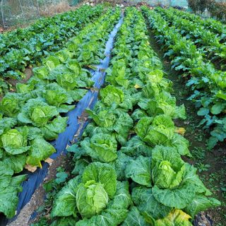 홍천 손춘목 님의 11월 내 작물 자랑하기 · 참여글 작성글 사진