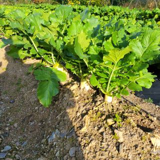 홍천 손춘목 님의 11월 내 작물 자랑하기 · 참여글 작성글 사진