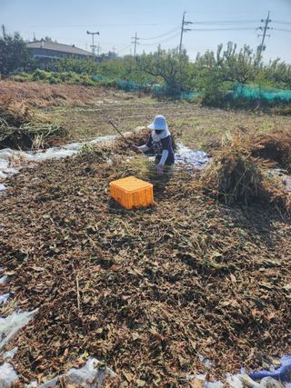 조태현님의 11월 내 작물 자랑하기 · 참여글 작성글 사진