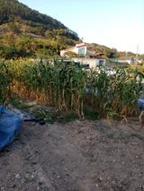 팜모닝 옥수수·자유게시판 게시글 이미지