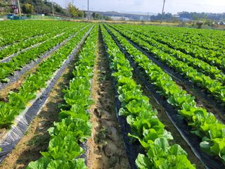 김권중님의 11월 내 작물 자랑하기 · 참여글 작성글 사진