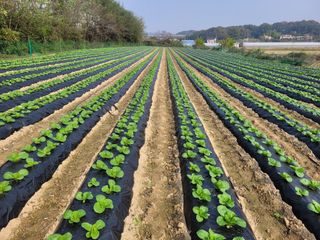 김권중님의 11월 내 작물 자랑하기 · 참여글 작성글 사진
