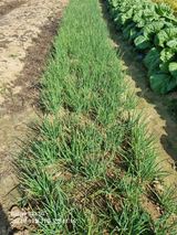 팜모닝 11월 내 작물 자랑하기·참여글 게시글 이미지