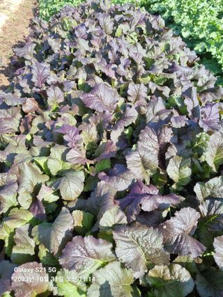 유일기님의 11월 내 작물 자랑하기 · 참여글 작성글 사진