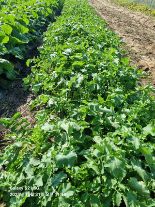 유일기님의 11월 내 작물 자랑하기 · 참여글 작성글 사진