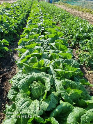 유일기님의 11월 내 작물 자랑하기 · 참여글 작성글 사진