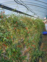 팜모닝 11월 내 작물 자랑하기·참여글 게시글 이미지