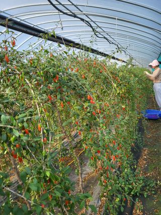 청양 산골꾸찌뽕 님의 11월 내 작물 자랑하기 · 참여글 작성글 사진
