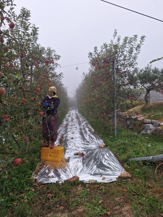 조순자님의 11월 내 작물 자랑하기 · 참여글 작성글 사진