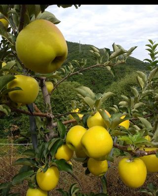 숲등농장 달밭사과님의 11월 내 작물 자랑하기 · 참여글 작성글 사진