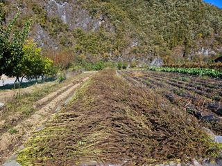 홍&이님의 장터이야기 · 자유게시판 작성글 사진