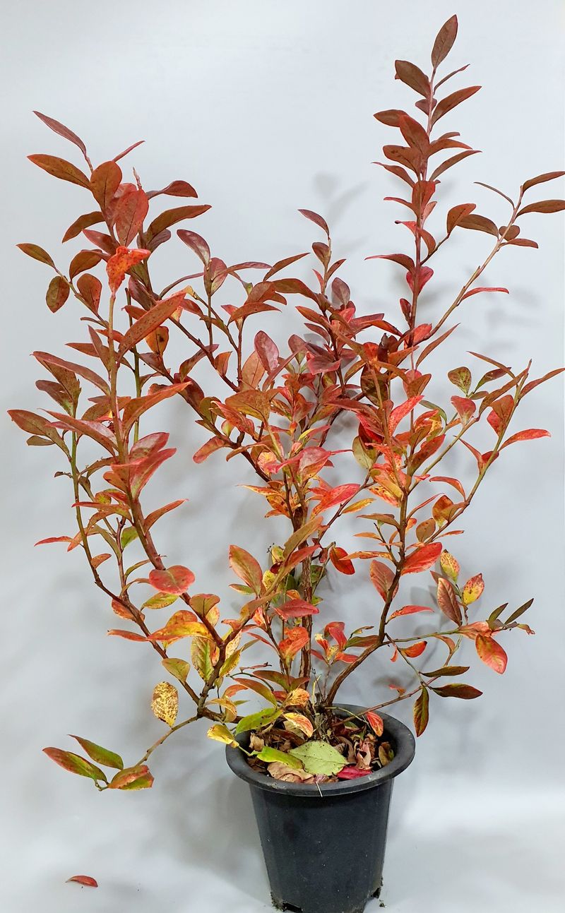 장터 상품 [무료배송 블루베리 듀크 4년생 월동가능] 썸네일