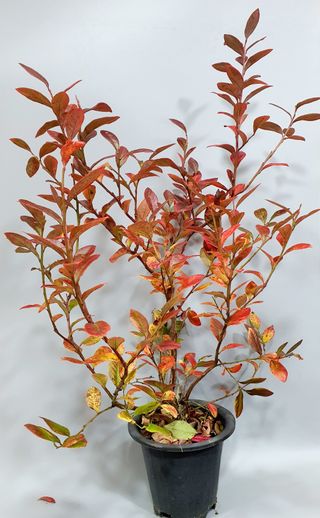 서울농원묘목님의 작성글 사진