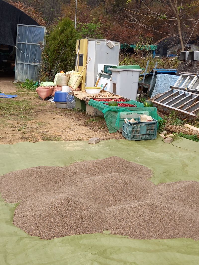 장터 상품 [파주.민통선에서.수확한.들깨팝니다] 썸네일