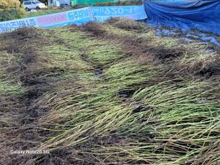 藝園님의 들깨 · 자유게시판 작성글 사진