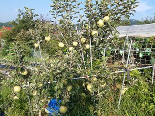 강판술님의 11월 내 작물 자랑하기 · 참여글 작성글 사진