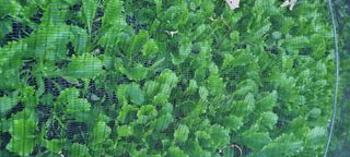 벤틀리 님의 11월 내 작물 자랑하기 · 참여글 작성글 사진