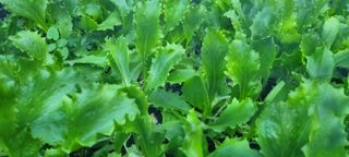 벤틀리 님의 11월 내 작물 자랑하기 · 참여글 작성글 사진