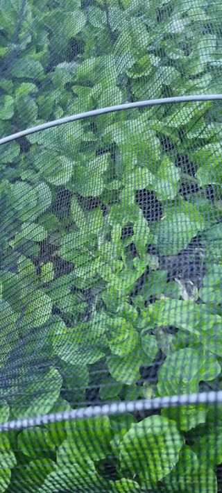 벤틀리 님의 11월 내 작물 자랑하기 · 참여글 작성글 사진