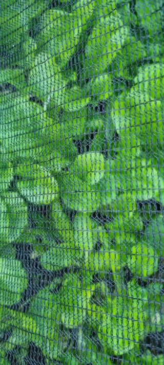 벤틀리 님의 11월 내 작물 자랑하기 · 참여글 작성글 사진