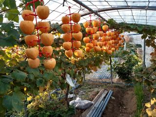 강판술님의 11월 내 작물 자랑하기 · 참여글 작성글 사진