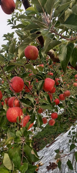 강성분님의 11월 내 작물 자랑하기 · 참여글 작성글 사진