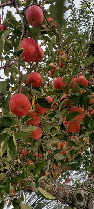 강성분님의 11월 내 작물 자랑하기 · 참여글 작성글 사진