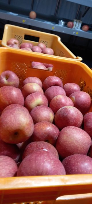 강성분님의 11월 내 작물 자랑하기 · 참여글 작성글 사진