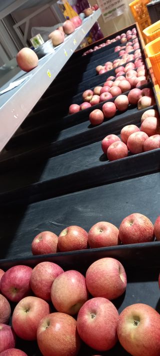 강성분님의 11월 내 작물 자랑하기 · 참여글 작성글 사진