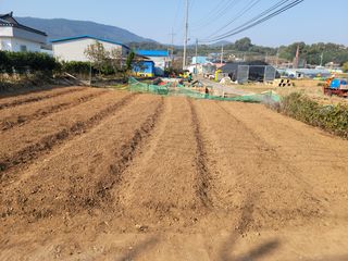 김흥환 님의 양파 · 영농일지 작성글 사진