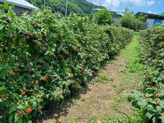 원일재 님의 11월 내 작물 자랑하기 · 참여글 작성글 사진