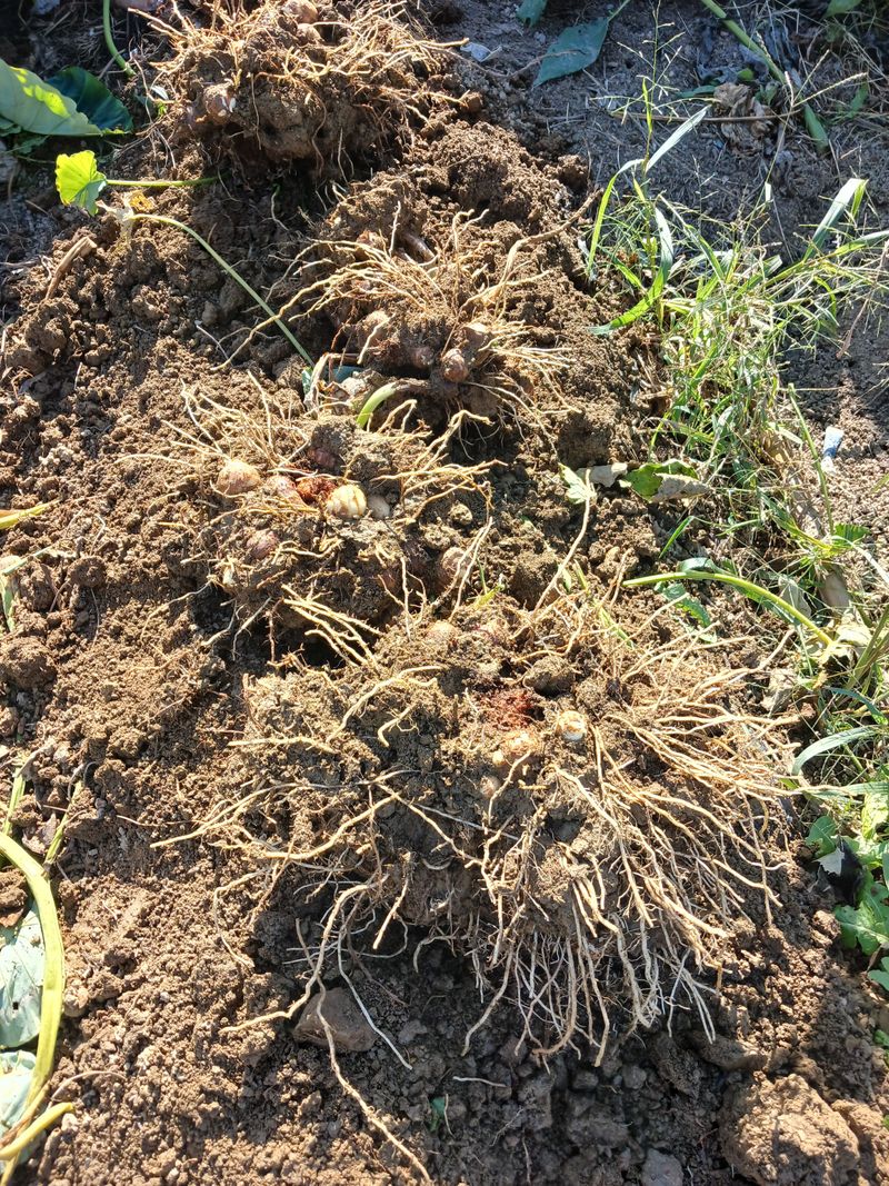 장터 상품 [토란 1kg] 썸네일