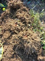 팜모닝 · 게시글 이미지