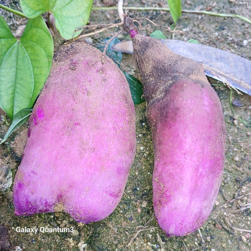 장터 상품 [단오마 (자색마)기본3kg] 썸네일