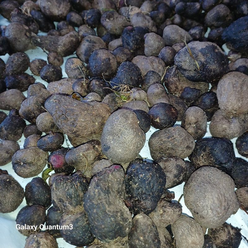 들깨 자색마 고추님의 장터 판매 상품 [단오마 (자색마)기본3kg] 첨부 사진