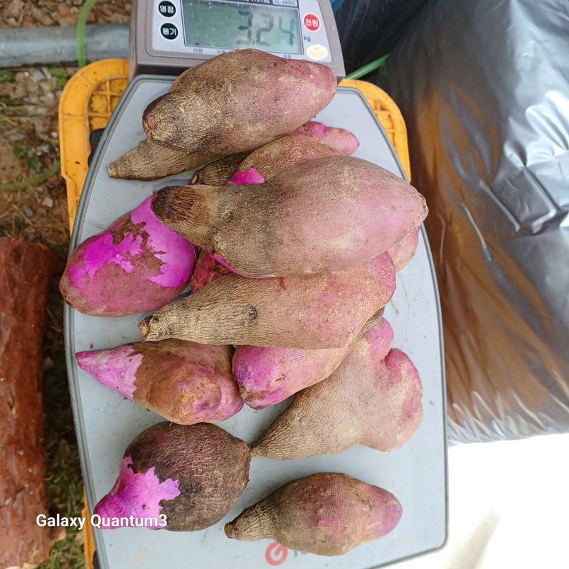 들깨 자색마 고추님의 장터 판매 상품 [단오마 (자색마)기본3kg] 첨부 사진