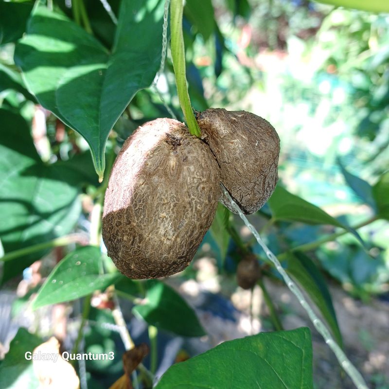 들깨 자색마 고추님의 장터 판매 상품 [단오마 (자색마)기본3kg] 첨부 사진