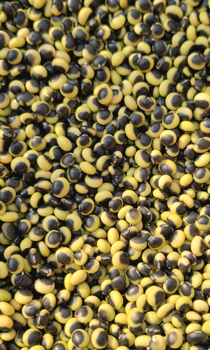 장터 상품 [선비콩 1kg(판매완료)] 썸네일