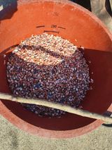 팜모닝 마늘·영농일지 게시글 이미지