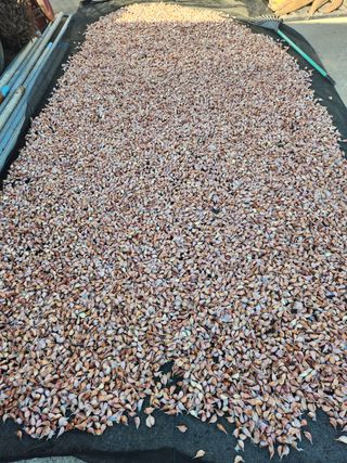 장재갑님의 마늘 · 영농일지 작성글 사진